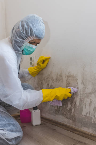 Mold Documentation for Insurance Claims in Siena College, NY