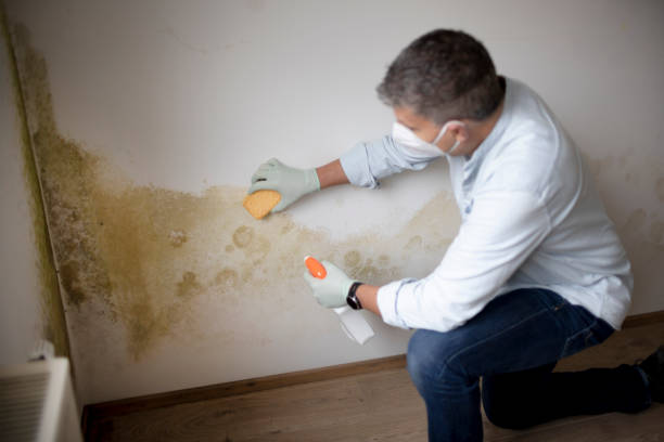 Best Mold Damage Restoration  in Siena College, NY